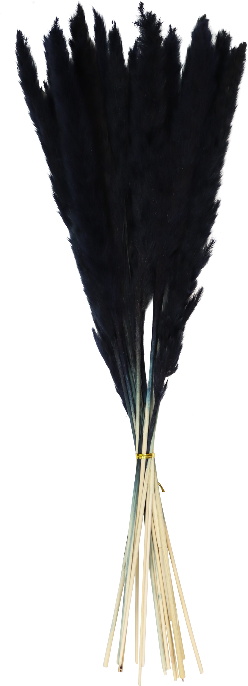 1026 HERBE DE LA PAMPA SCHWARZ  15P