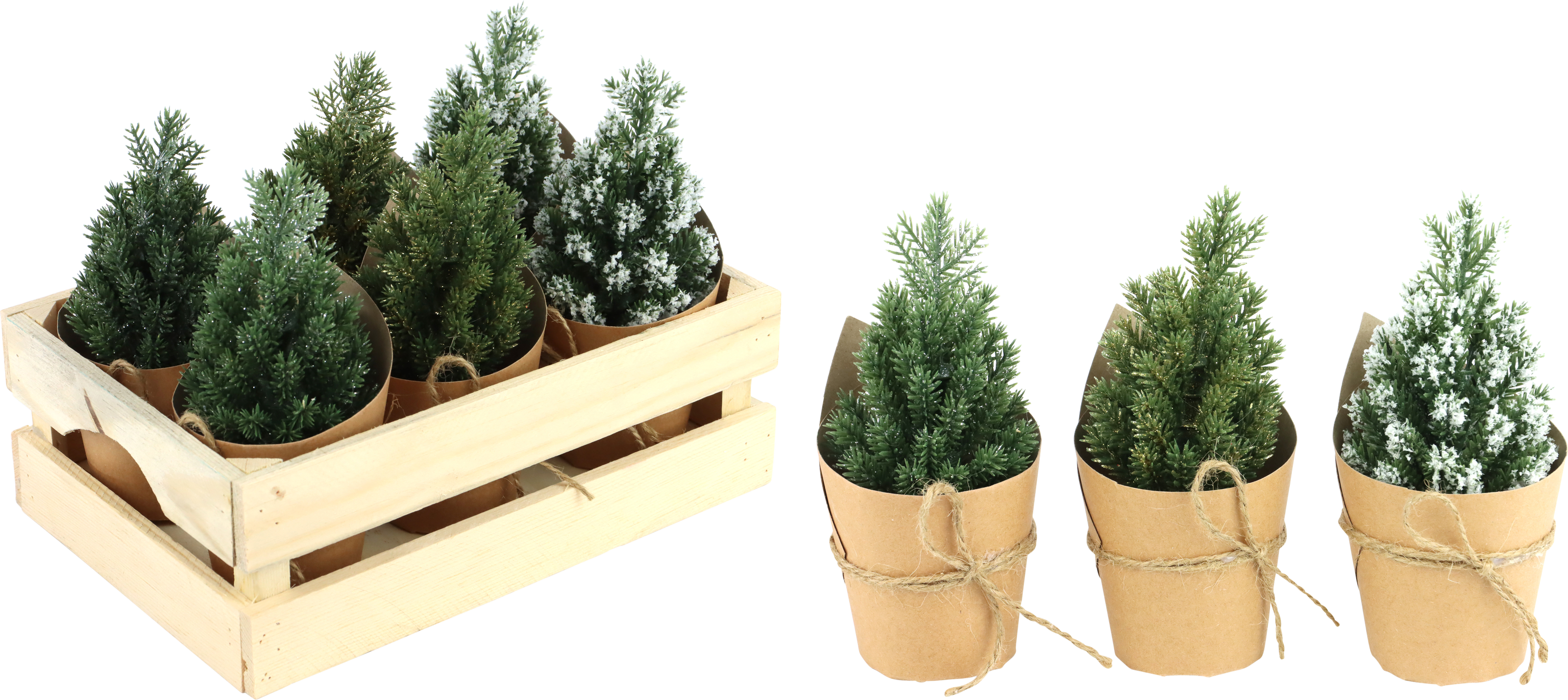 1843 ALBERI IN CASSA BOSCO BIANCO  6PZ