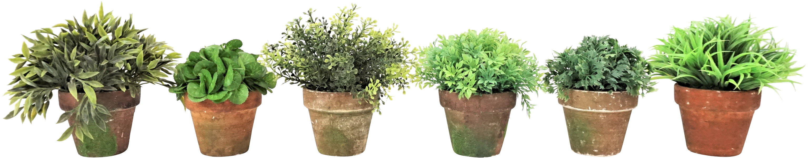 8861 HERBES EN POT 6P